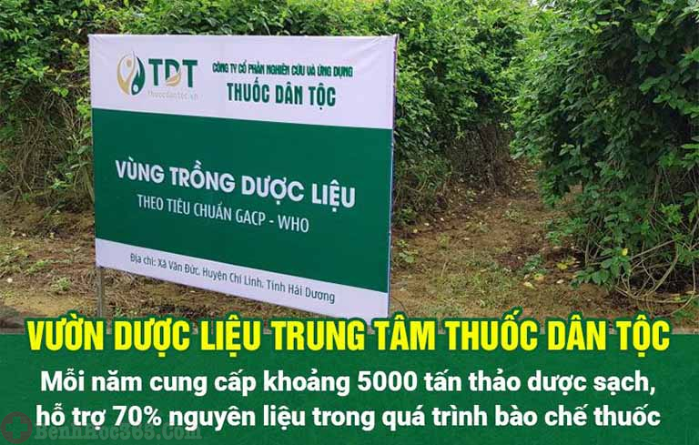 Vườn chuyên canh thảo dược sạch do chính trung tâm phát triển