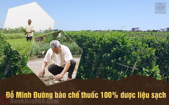 Dược liệu cam kết an toàn cho người bệnh thận hư