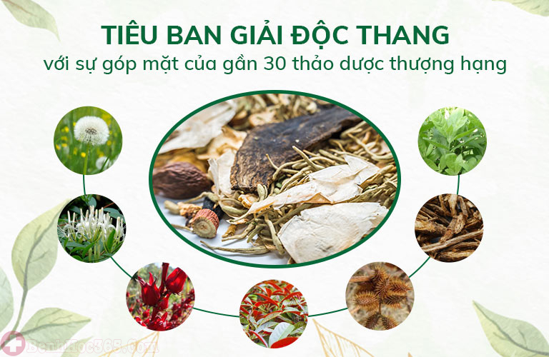 Bài thuốc Tiêu ban Giải độc thang chiết xuất từ thảo dược quý