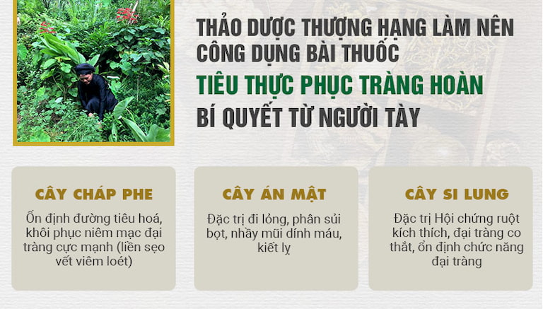 3 loại thảo dược quý của người Tày trong bài thuốc Tiêu thực Phục tràng hoàn