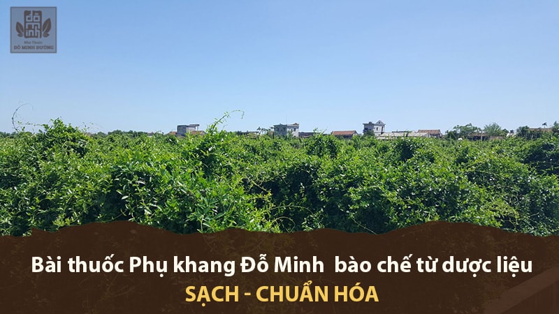 Vườn thảo dược sạch của nhà thuốc tại Hòa Bình và Hưng Yên